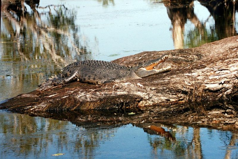 Salt water crocodile in Kakadu – Author: Mbz1 – CC BY-SA 3.0