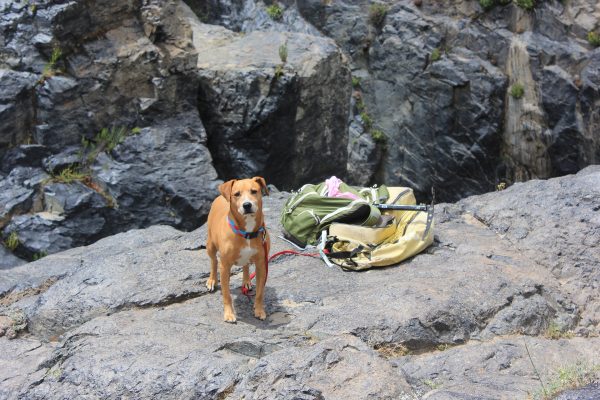 Making your dog a true hiking companion instead of a burden. By allowing the dog to get used to carrying its own provisions, you effectively make a true hiking buddy.
