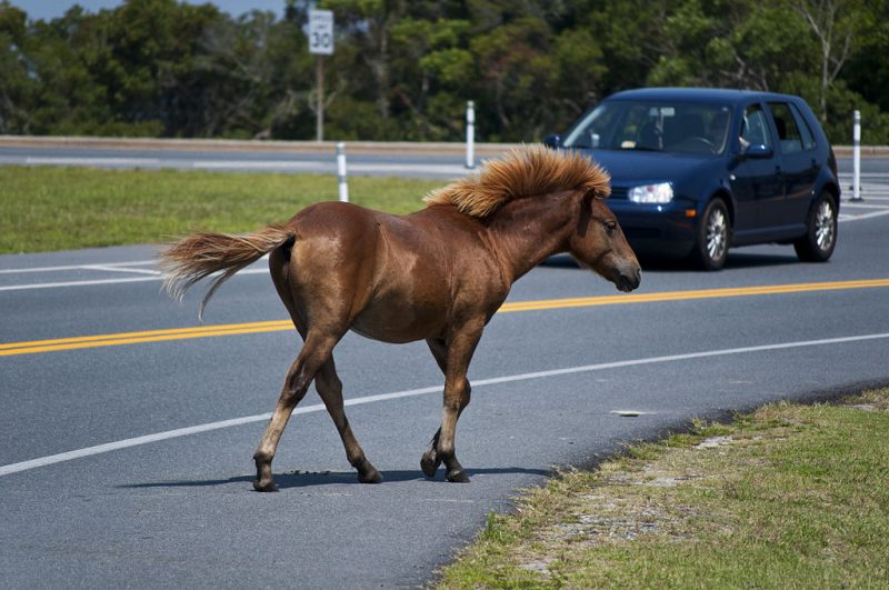 On Maryland’s Atlantic coastal islands: A feral Chincoteague Pony on Assateague – Author: Notyourbroom -CC-BY 3.0