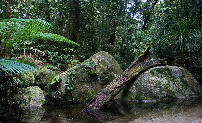A typical tropical rainforest scene in Daintree National Park – Author: User: Diliff – CC BY-SA 2.5
