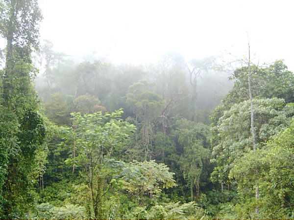Vegetation of the Sinharaja – Author: Chamal N – CC BY-SA 3.0