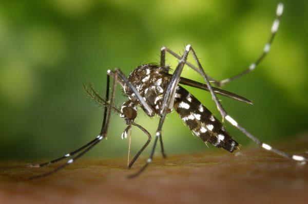Scientists on the project hope the bacteria will spread throughout the mosquito population