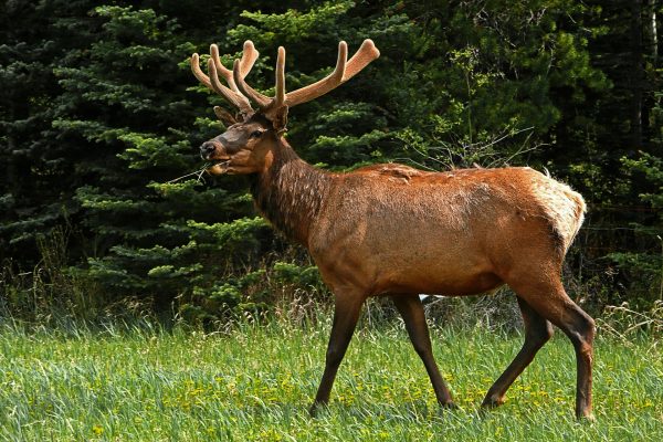 Would you welcome this majestic beauty into your backyard?