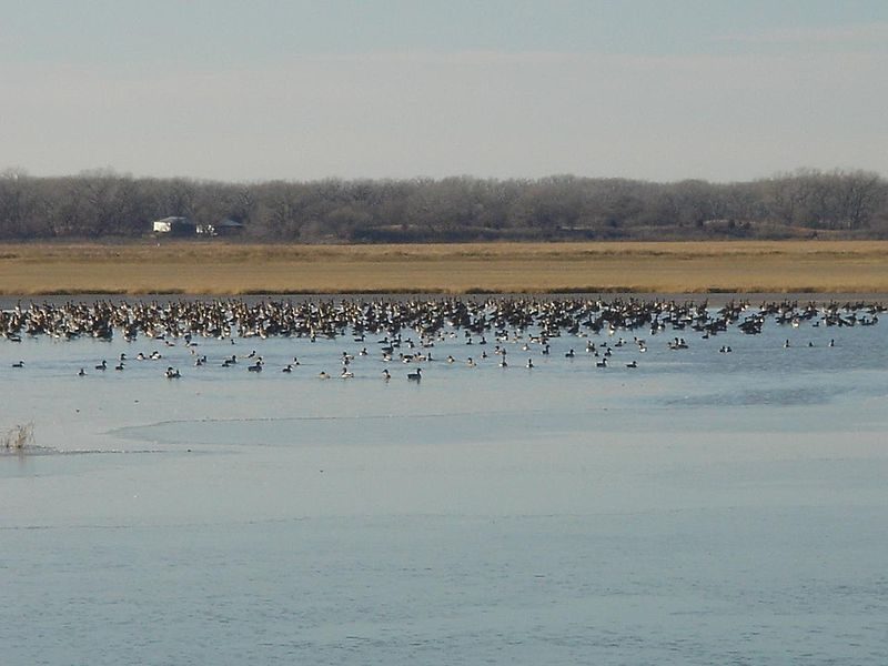 Birds on one of Quivira National Wildlife Refuge’s salt marshes