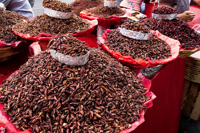 Exploring the market in Oaxaca – Author: William Neuheisel – CC BY 2.0