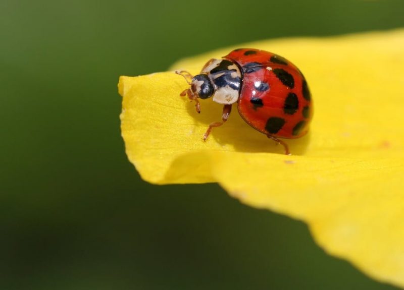 Hemolymph can be realeased from a ladybugs legs, leaving a yellow stain, and discouraging predators.