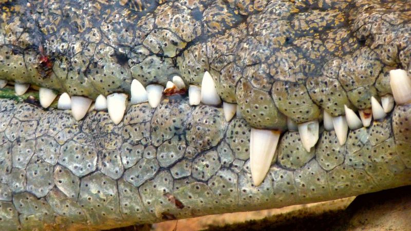 Crocs have sharp teeth to grab, hold and break the bones of their prey, but they never chew it