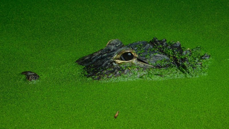 Crocodiles ‘cry’ while they are eating