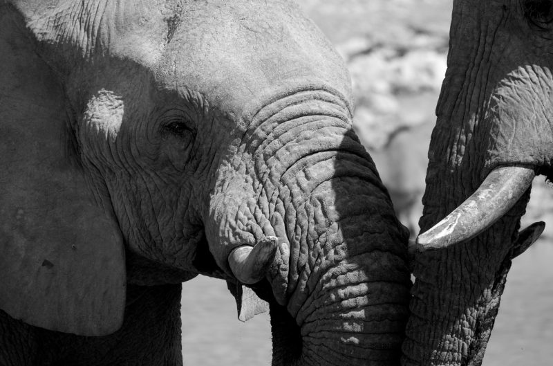 Elephants touching trunks