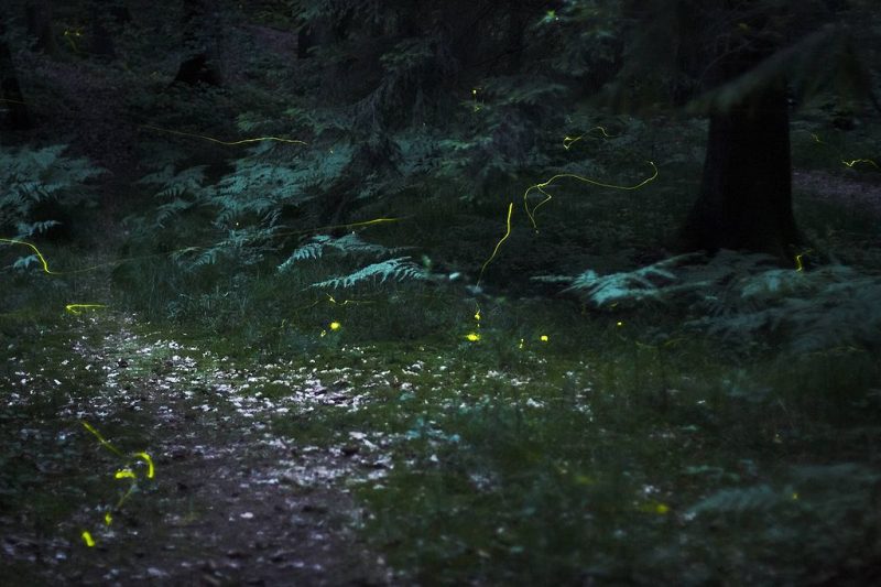 Fireflies in the woods – Author: Quit007 – CC BY-SA 3.0