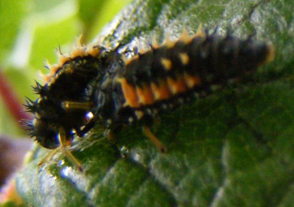 Larva of Harmonia axyridis eating another one that was beginning to pupate – Author: Ohdear15 – CC BY-SA 3.0