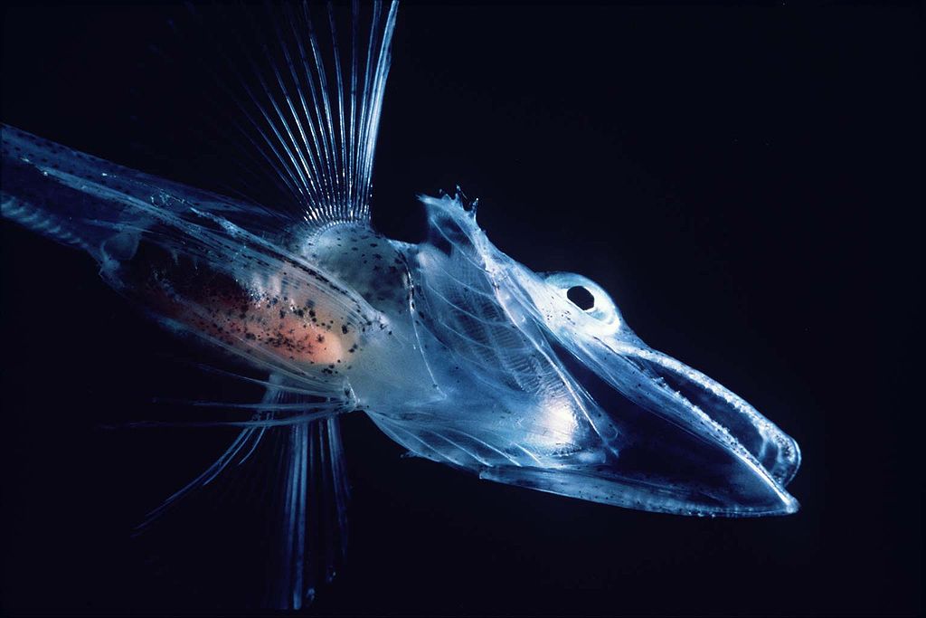Icefish - Author: Uwe kils - CC BY-SA 3.0