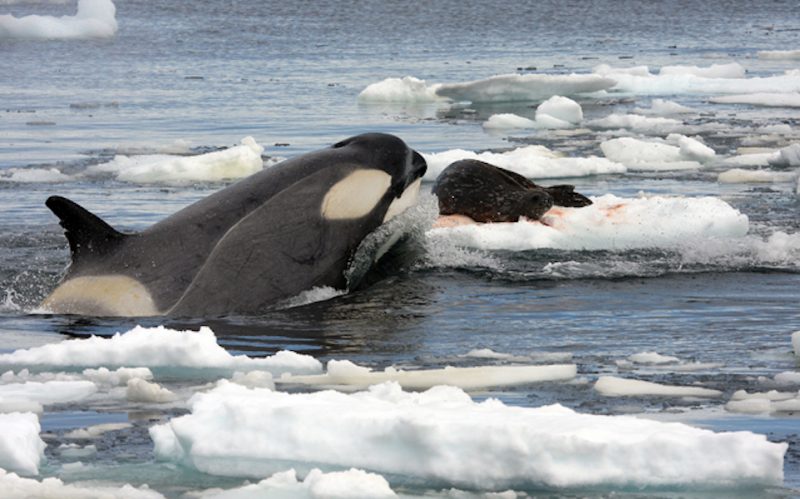 Orca (Orcinus orca) hunting a Weddell seal in the Southern Ocean