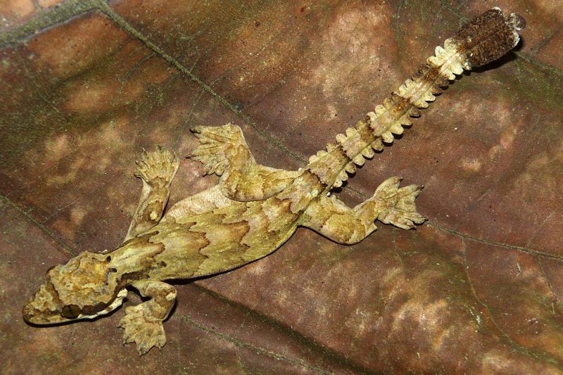 Flying Gecko – Author: Bernard DUPONT – CC BY-SA 2.0