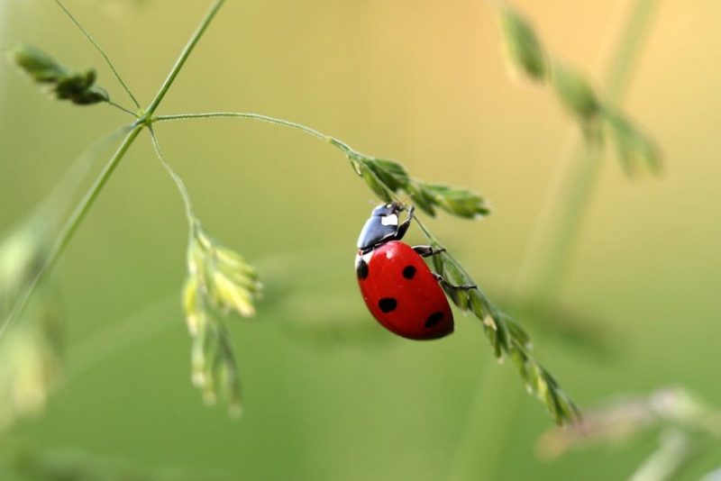 Ladybugs aren’t bugs, they are beetles.