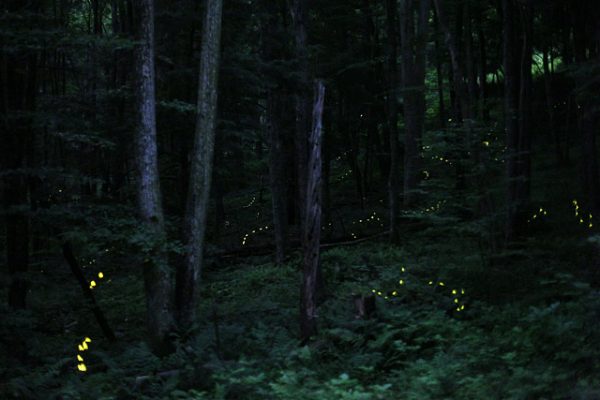 Photinus Carolinus fireflies in Pennsylvania – Author: Radim Schreiber – CC BY-SA 3.0