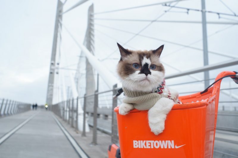 Cycling with a cat