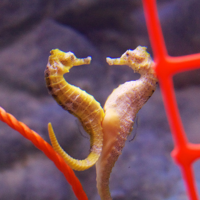 Seahorse Love – Author:John Dalton – CC BY-SA 2.0