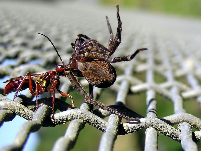 Female Golden Hunting Wasp dragging a paralyzed spider to its nest. – Author: Tony Wills – CC BY-SA 3.0