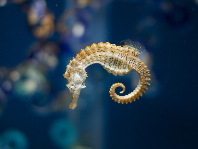 Seahorse - Author: 
shellac - CC BY 2.0