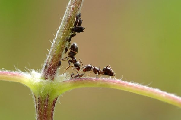 Ants climbing to the highest point