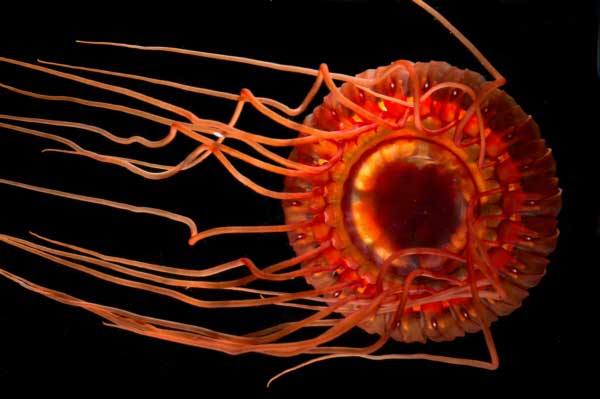 The deep-sea scyphozoan jellyfish, Atolla wyvillei, as seen under white light. Image courtesy of Edith A. Widder, Operation Deep Scope 2005 Exploration, NOAA-OE – Author: NOAA Ocean Explorer – CC BY-SA 2.0