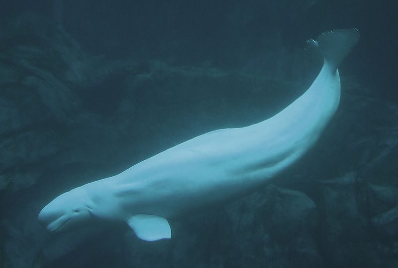 A beluga whale – Author: (Greg5030) – CC BY-SA 3.0