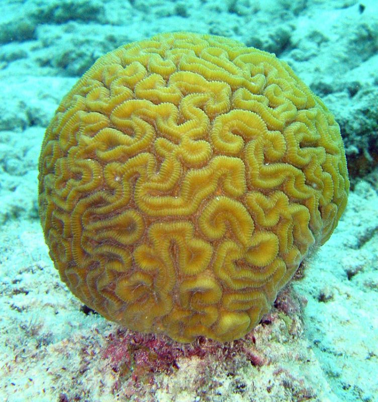 Diploria labyrinthiformis (grooved brain coral)