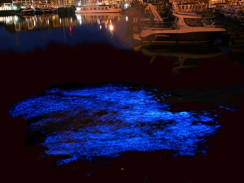 Long exposure image of bioluminescence of N. scintillans in the yacht port of Zeebrugge, Belgium – Author: Hans Hillewaert – CC BY-SA 4.0