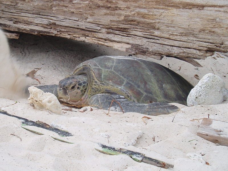 Female Green Sea Turtle.