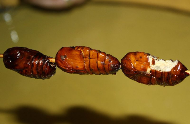 Fried-silkworm – Author: Steven G. Johnson – CC BY-SA 3.0