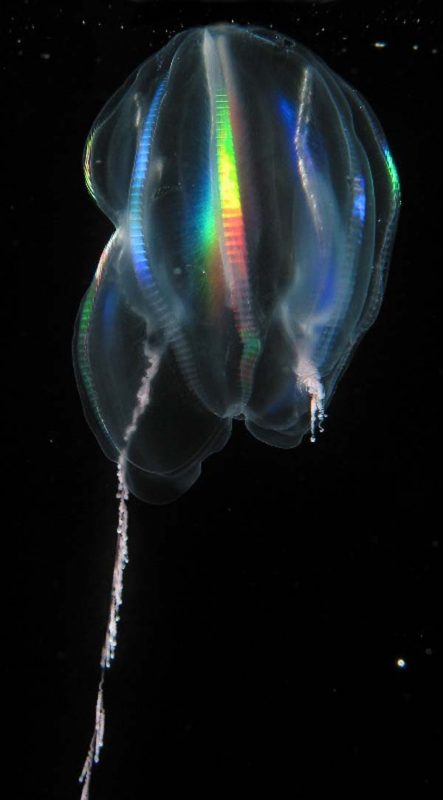 The light diffracting along the comb rows of a Mertensia ovum. The left tentacle is deployed, the right one retracted