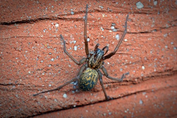 A house spider likes to be indoors, safe and warm, not in the cold outdoors where it would have to brave the elements.