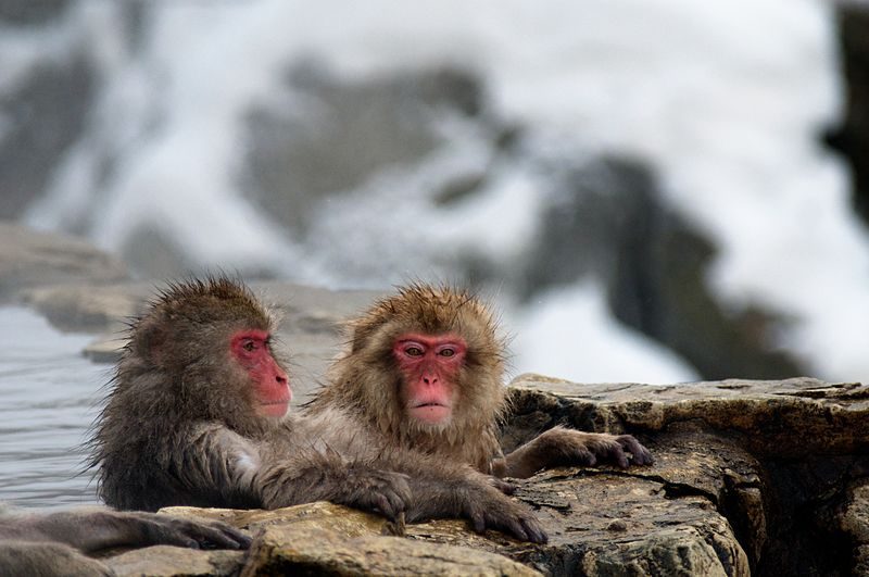 A couple of Japanese macaques lounging in the onsen – Author: PMS2718 – CC BY-SA 3.0