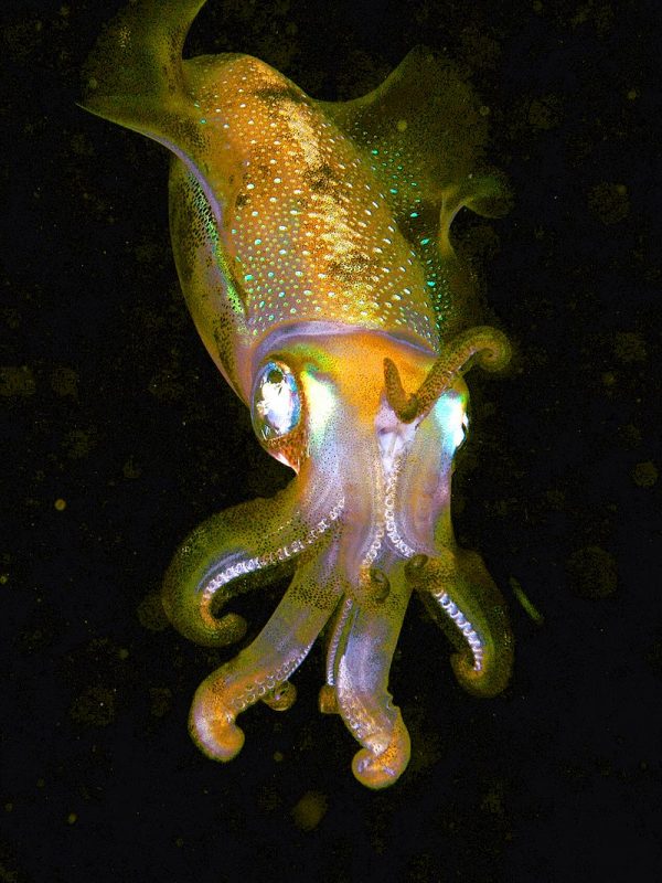 A bigfin reef squid from the Komodo National Park showing vivid iridescence. They are often attracted to divers’ lights at night – Author: Nhobgood – CC BY-SA 3.0