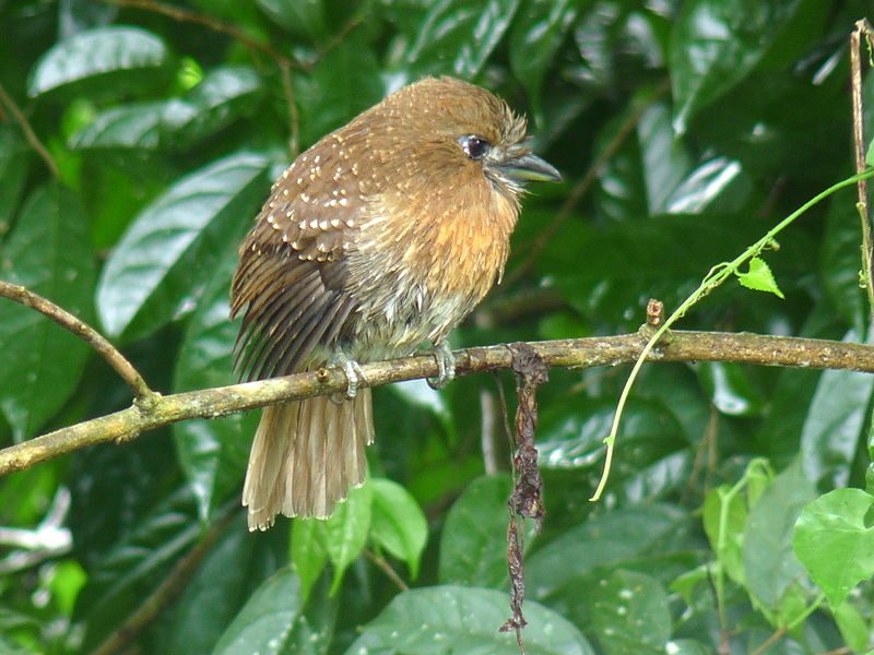 A Moustached Puffbird in Manizales, Caldas, Colombia – Author: Julian Londono – CC BY-SA 2.0