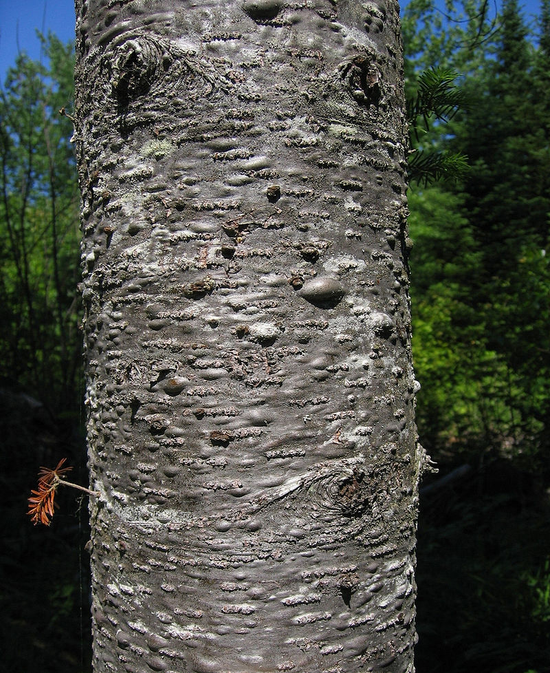 Balsam fir – Author: Keith Kanoti – CC BY 3.0