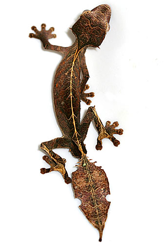 Male Uroplatus phantasticus – satanic/fantastic leaf-tail gecko
