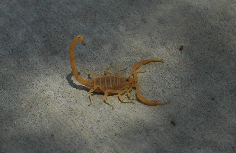 Bark scorpion – Author: Musides – CC BY-SA 3.0