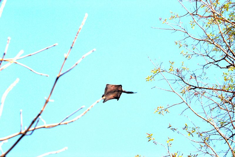 A southern flying squirrel (Glaucomys volans) gliding – Author: Pratikppf – CC BY-SA 3.0