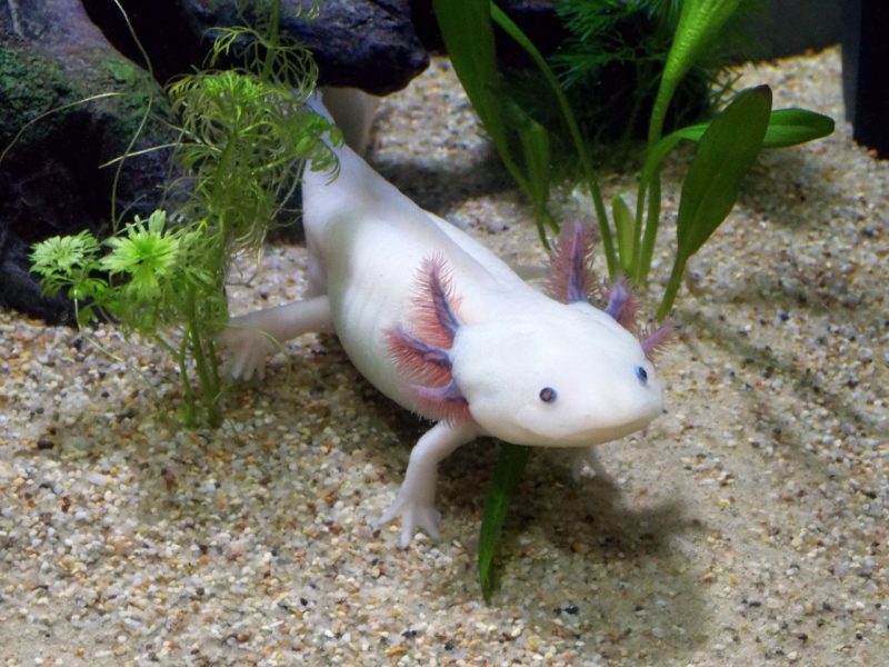 A captive axolotl