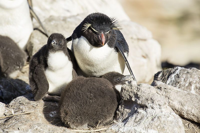 Rockhopper penguin with chicks, New Island, Falkland Islands – Author: Andrew Shiva – CC BY-SA 4.0