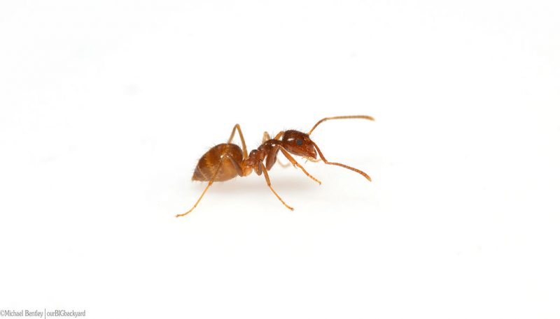 Rasberry crazy ant – Author: Bentleypkt – CC BY-SA 4.0