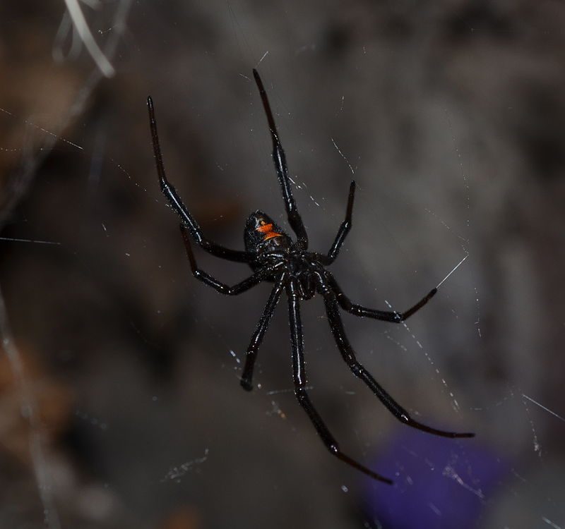 Western Black Widow (Latrodectus hesperus) – Author: Bloomingdedalus – CC BY-SA 3.0