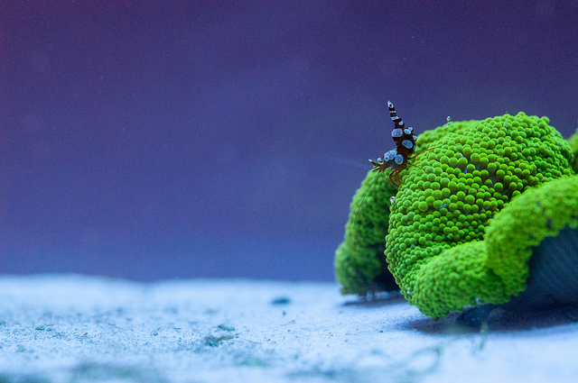 The smallest ocean creatures in the world - Outdoor Revival