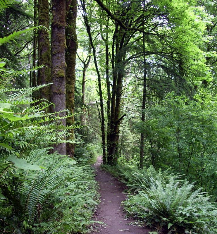 An unpaved path about 2 feet (0.6 meters) wide runs through a forest with a thick understory of ferns – Author: EncMstr – CC BY-SA 3.0