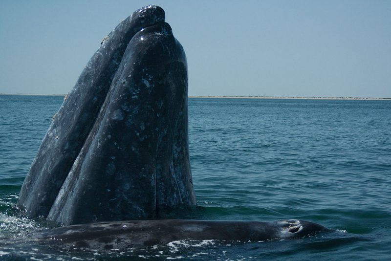An adult gray whale and its calf approach tourists – Author: José Eugenio Gómez Rodríguez – CC BY 3.0