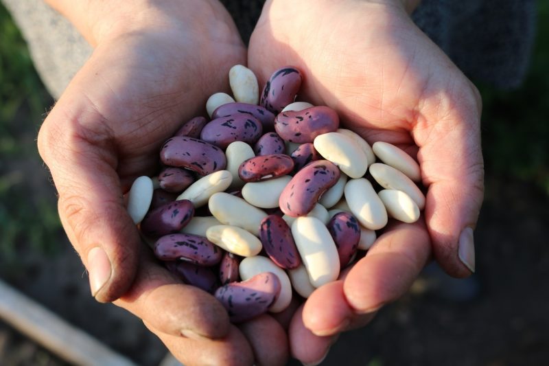 Beans are a great vegetarian protein.