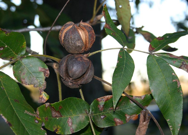 Ripe hickory nuts ready to fall – Author: Abrahami – CC BY-SA 2.5