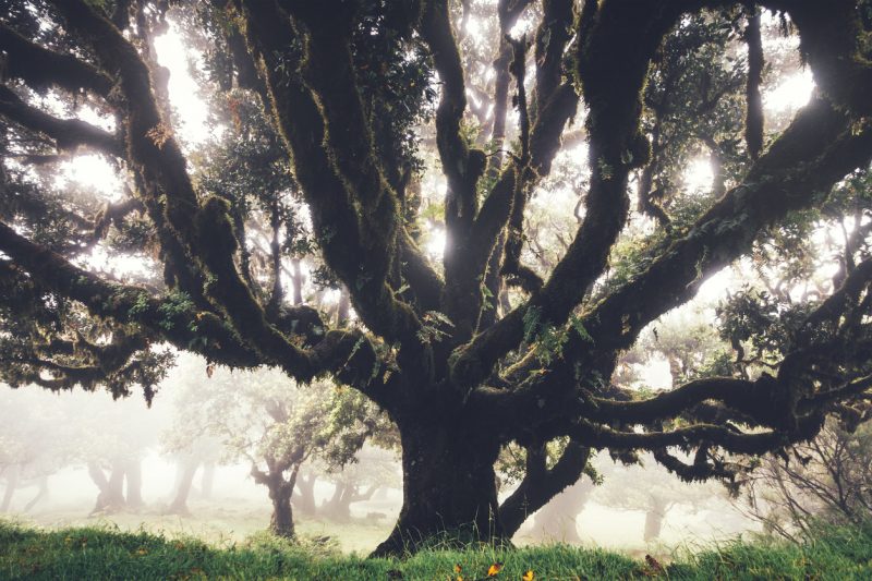 Mysterious 1000 years old laurel trees on Madeira Island on a foggy summer day.